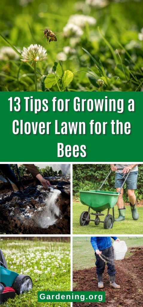 13 Tips for Growing a Clover Lawn for the Bees pinterest image.