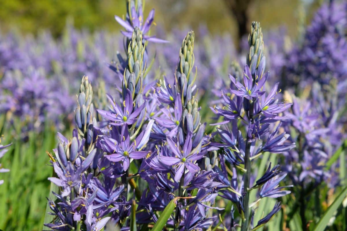 Tall spires of camas flowers