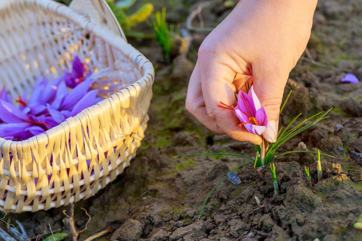 Crocus beds can be tidied up by removing dried dead leaves