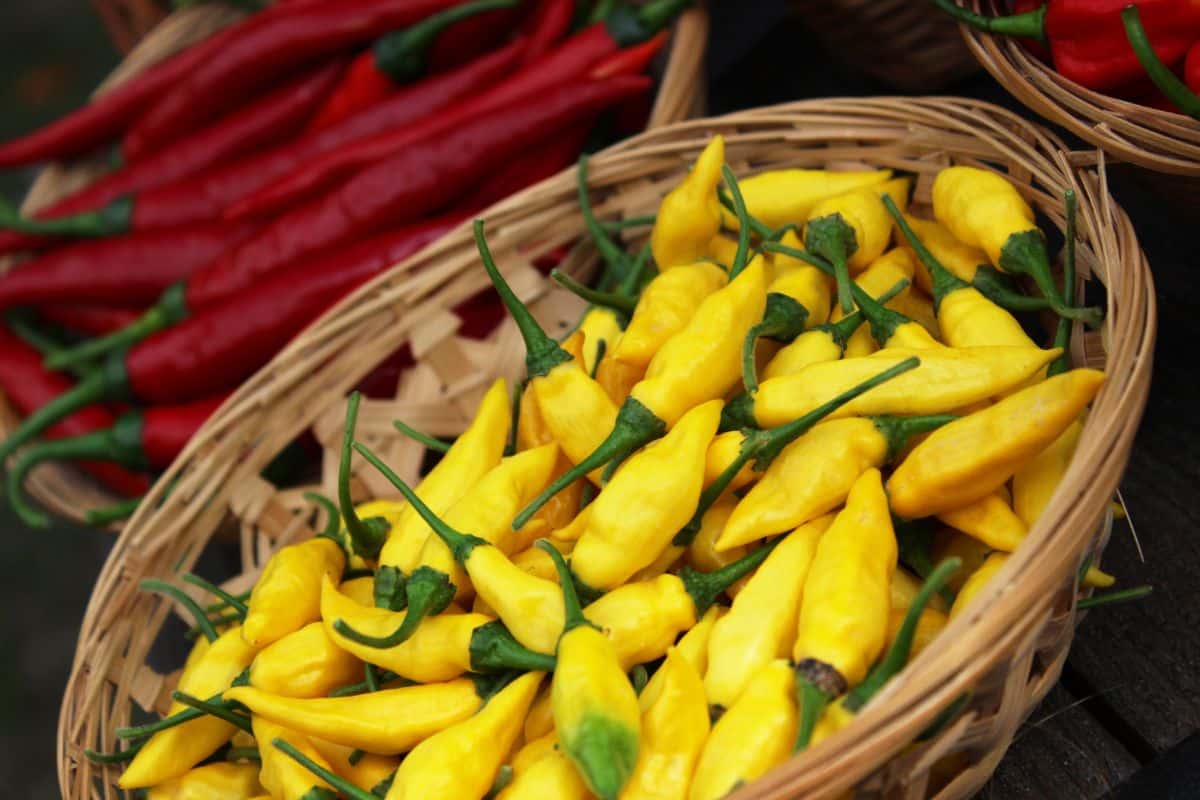 Peruvian lemon drop peppers