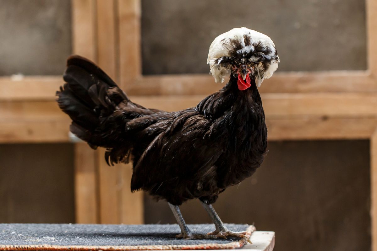 Polish crested chicken with a rounded feathered head