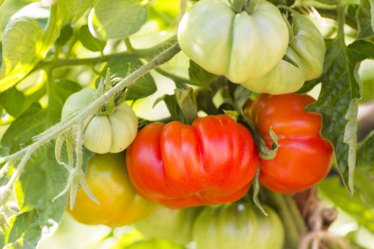 Italian classic tomato Red Rosso