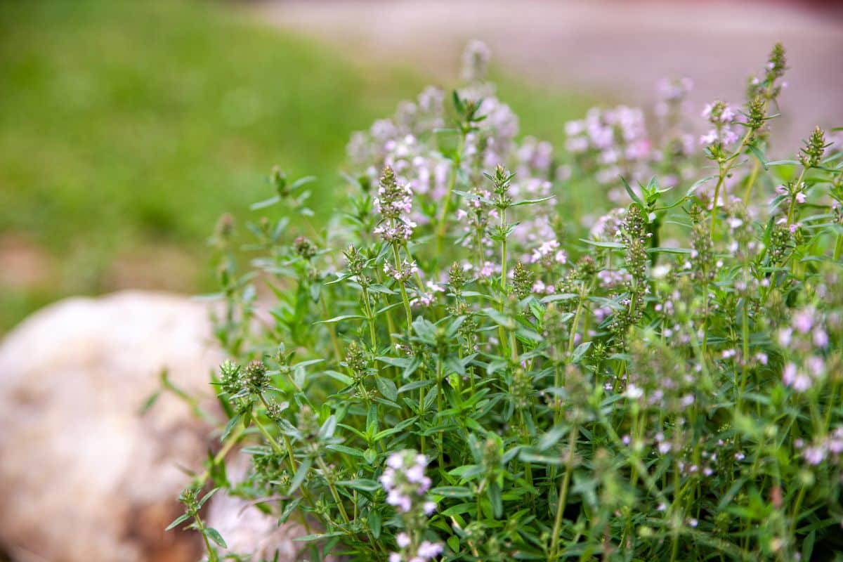 Low-growing thyme is a good companion for tomatoes, one that deters many insect pests