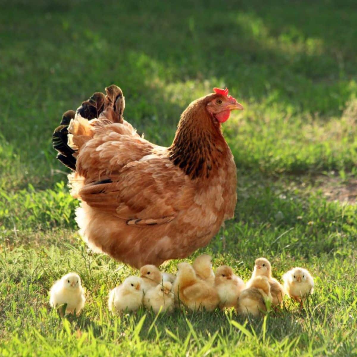 A brown chicken with chicks in a backyard on a sunny day.