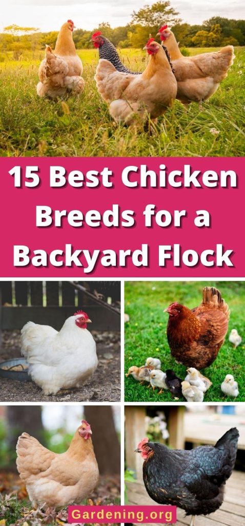 15 Best Chicken Breeds for a Backyard Flock pinterest image.