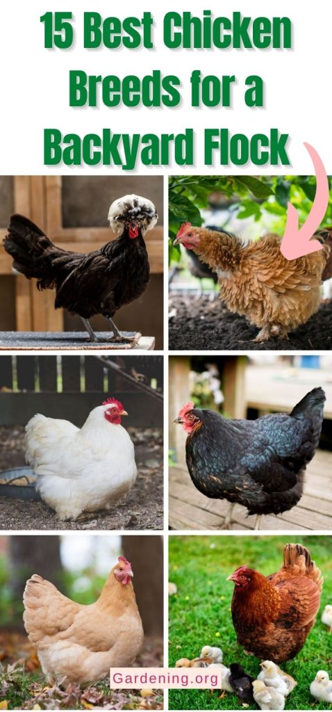 15 Best Chicken Breeds for a Backyard Flock pinterest image.