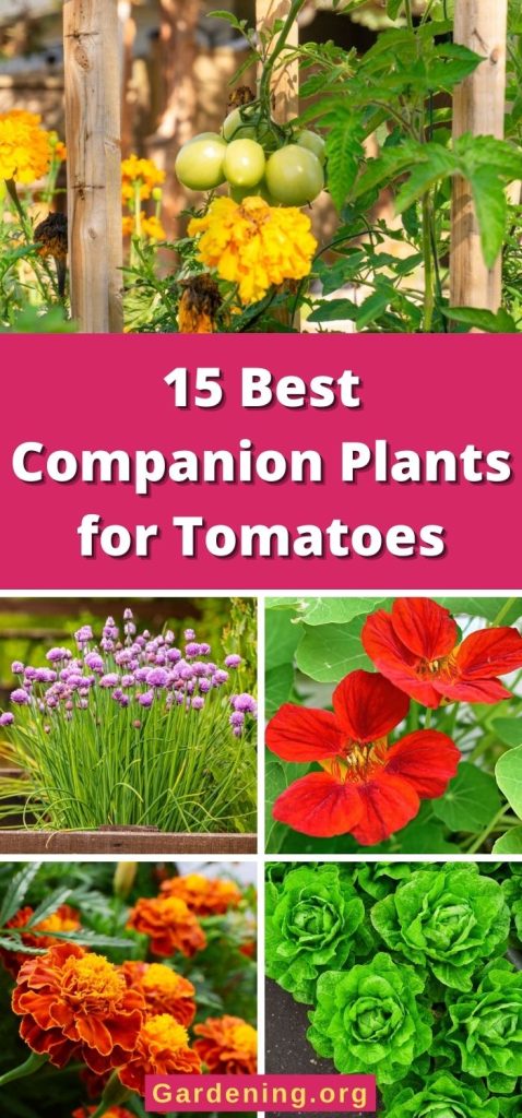 15 Best Companion Plants for Tomatoes pinterest image.