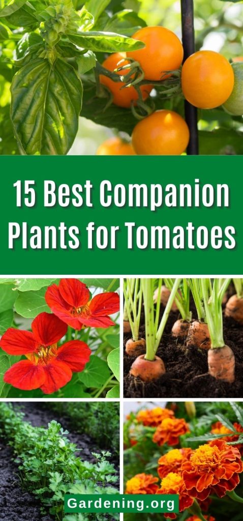 15 Best Companion Plants for Tomatoes pinterest image.