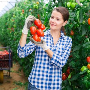 A young woman holding a ripe cluster of organic tomatoes.