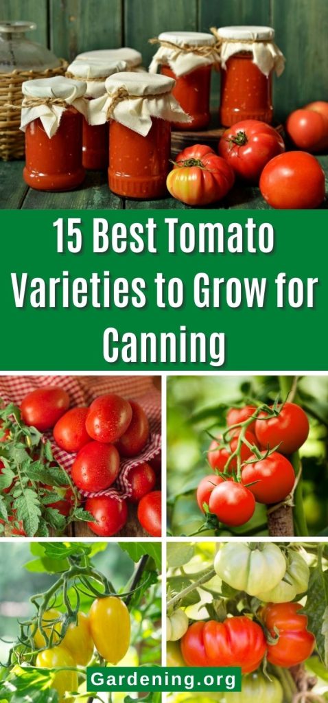 15 Best Tomato Varieties to Grow for Canning pinterest image.