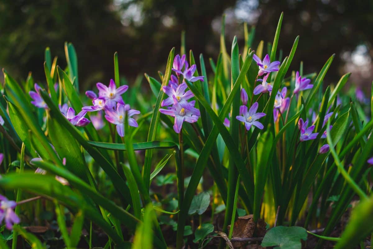 Small purple Glory of the Snow flowers