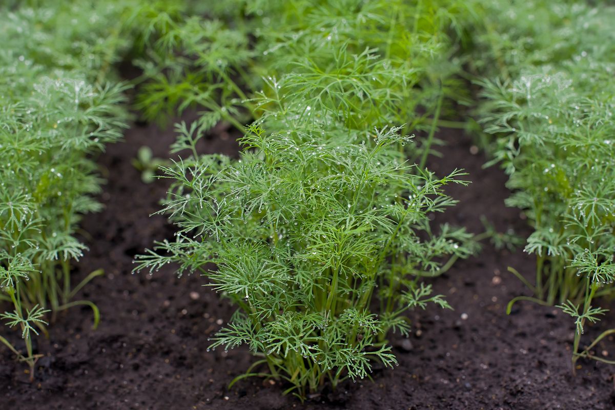 Dill plants bring parasitic wasps for tomatoes and get cooled and shaded to prevent bolting