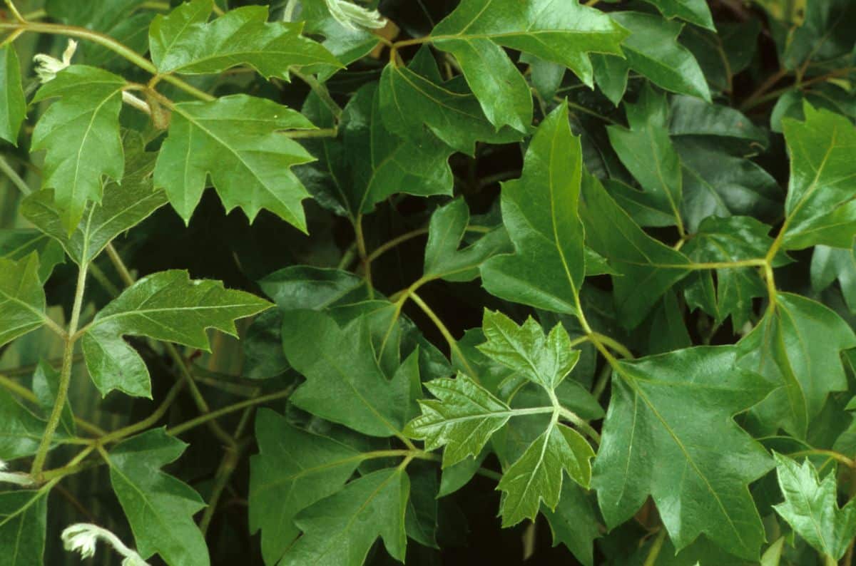 Grape Ivy has glossy, oak leaf-shaped leaves