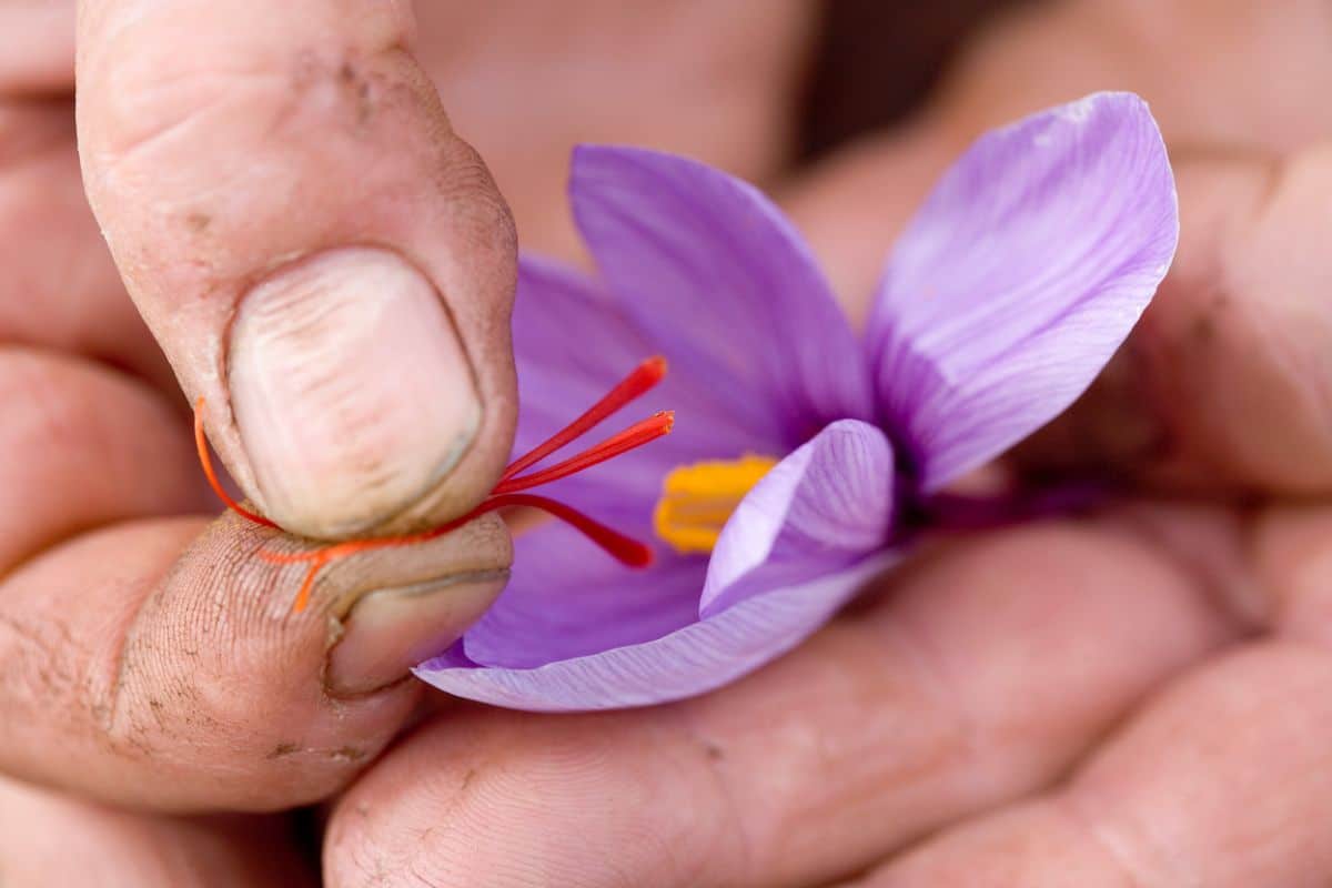 A gardener harvest the saffron-bearing stigmas of the saffron crocus