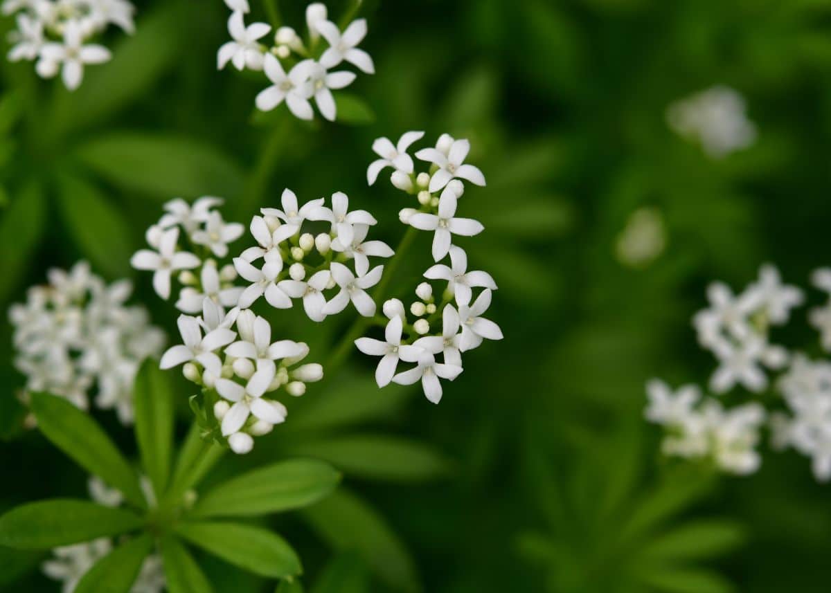 Dyer's woodruff plants use roots for red dye