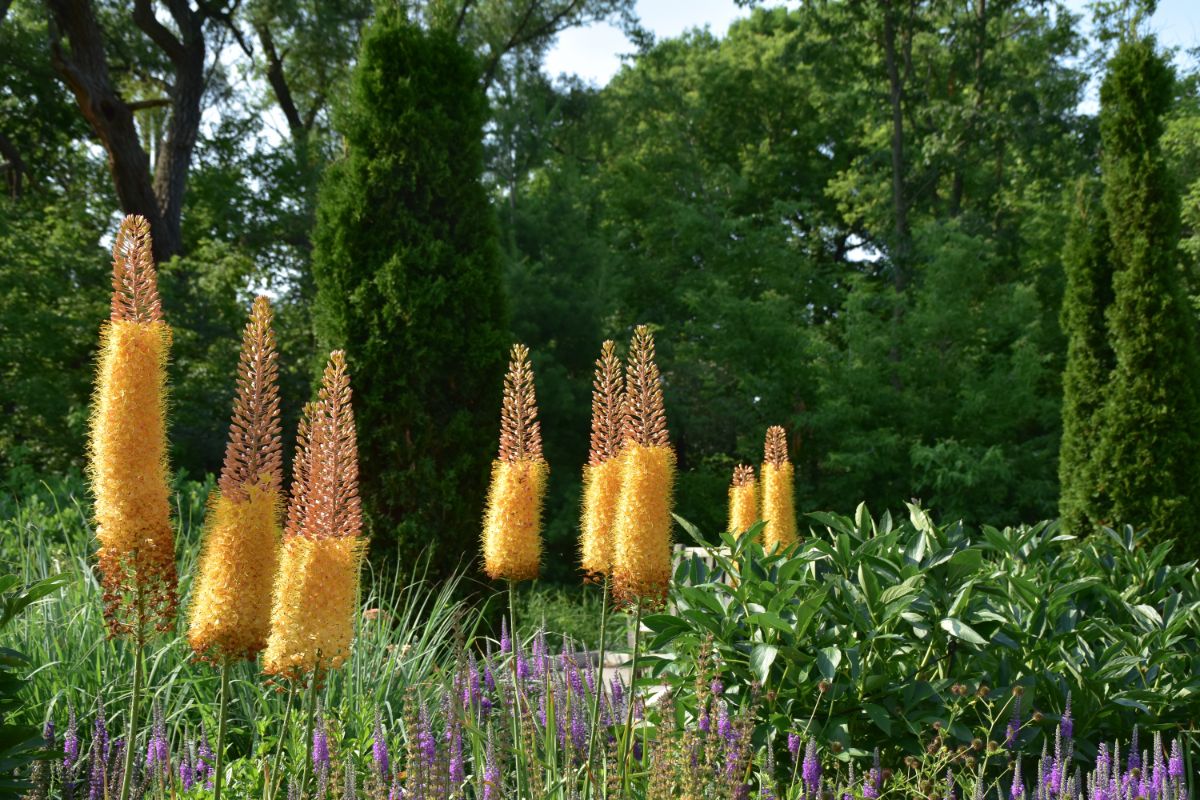 Spires of yellow Foxtail lily flowers