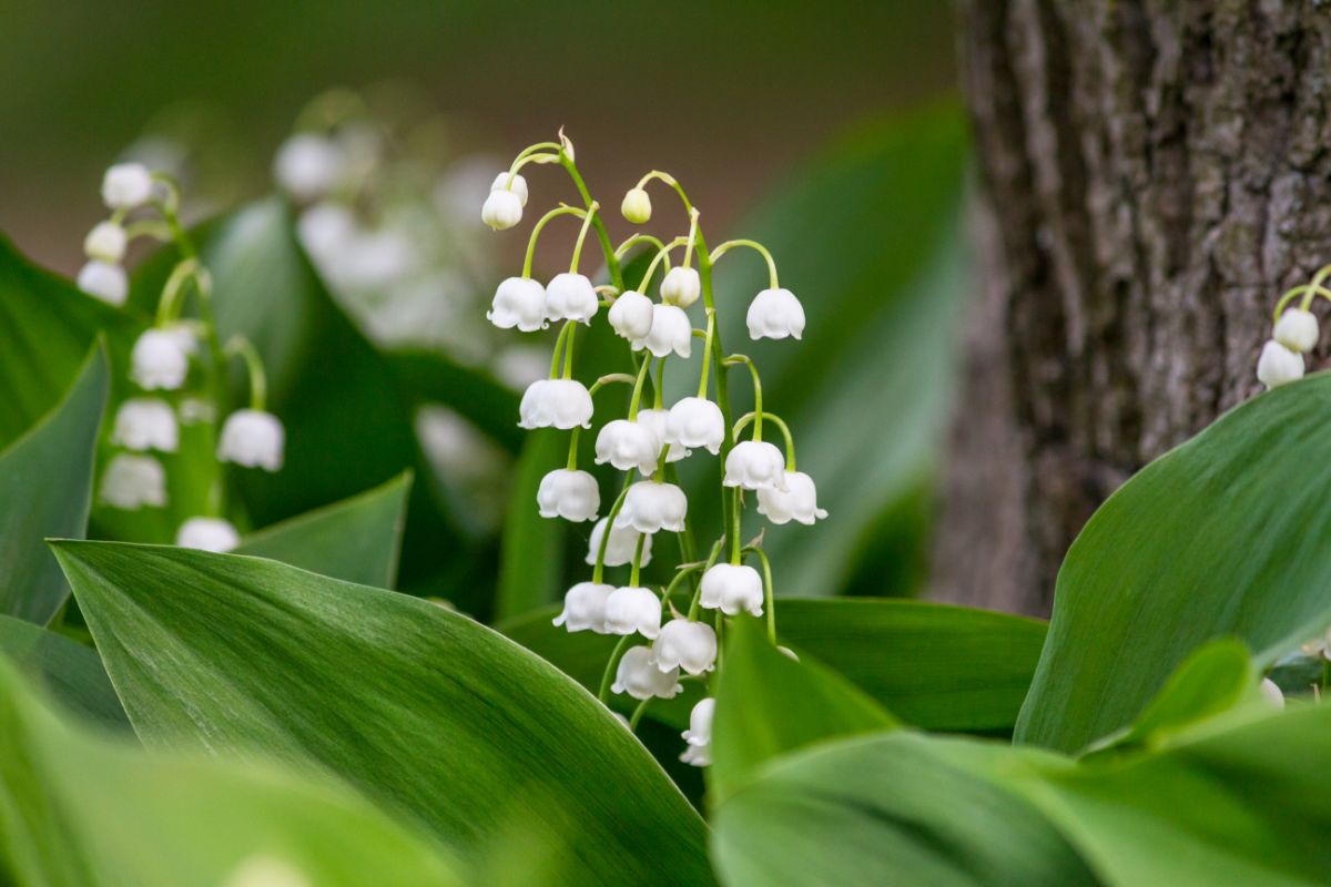 Delicate white bell-shaped lily of the valley flowers
