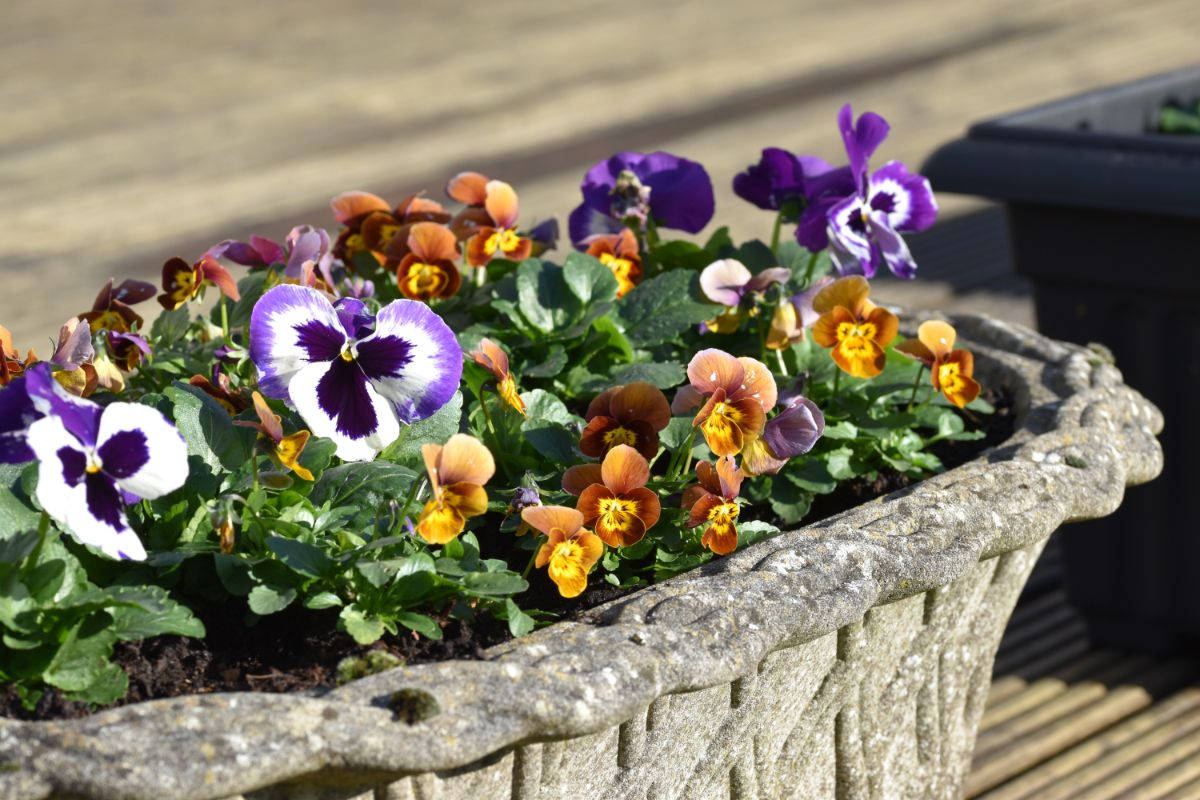A window box planter filled with pansies and violas