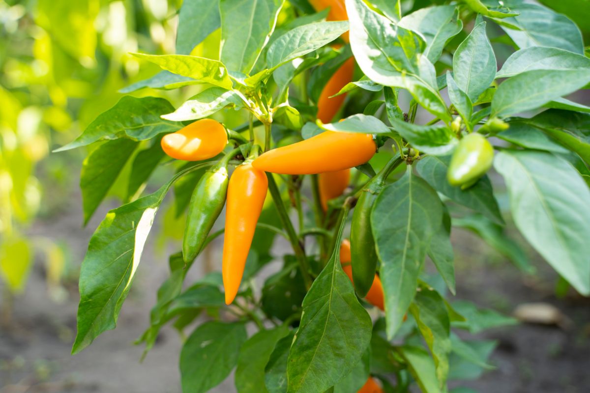 Bulgarian carrot peppers only look sweet and mild