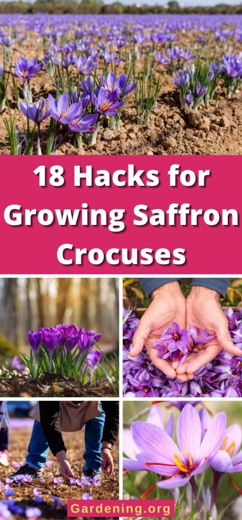 18 Hacks for Growing Saffron Crocuses pinterest image.