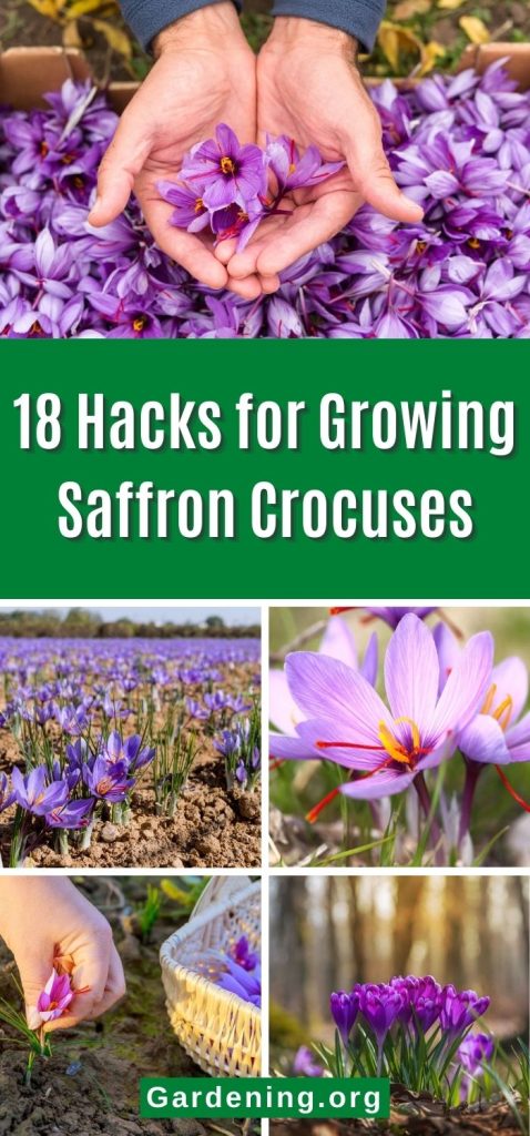 18 Hacks for Growing Saffron Crocuses pinterest image.