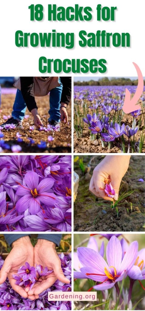 18 Hacks for Growing Saffron Crocuses pinterest image.