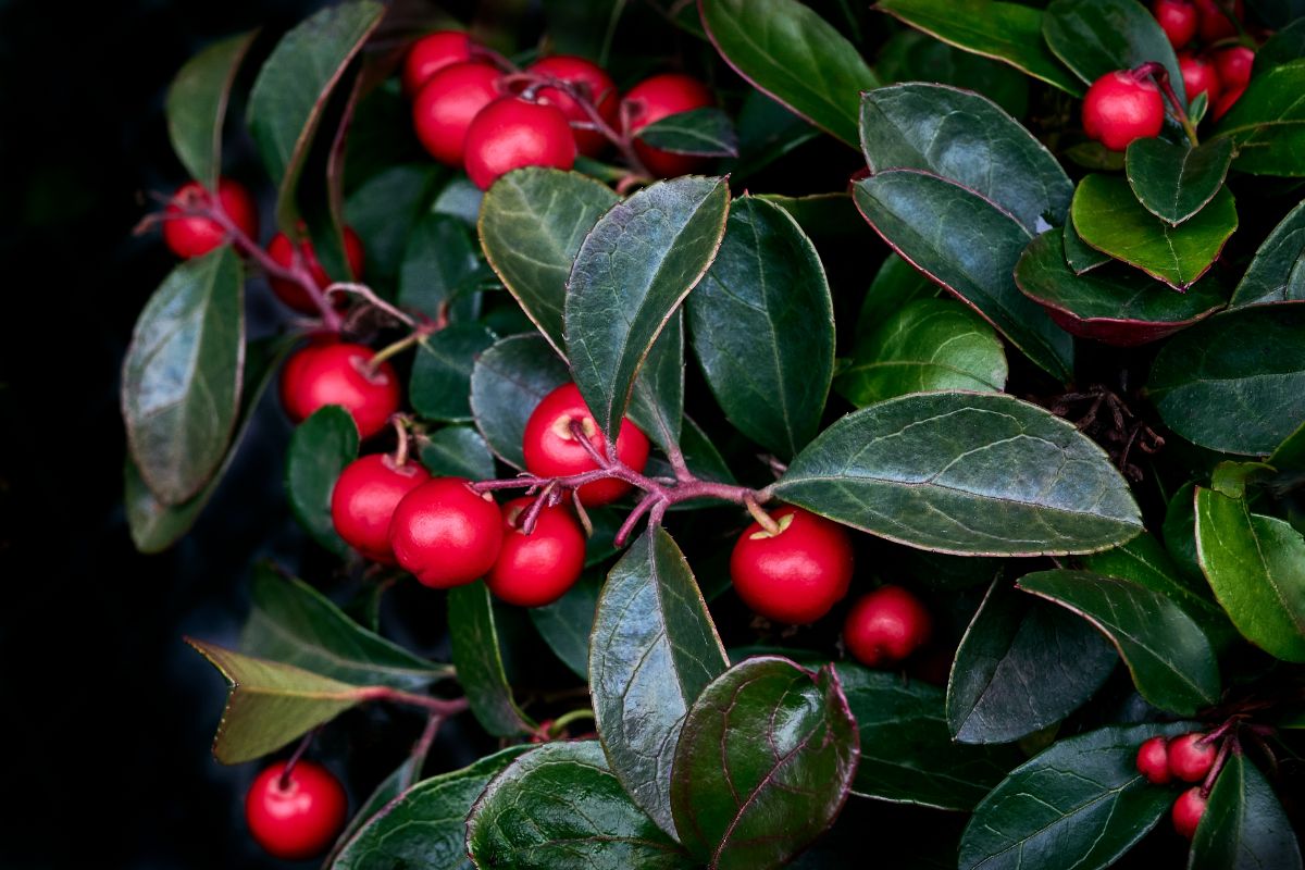 Red berries on American Wintergreen plants
