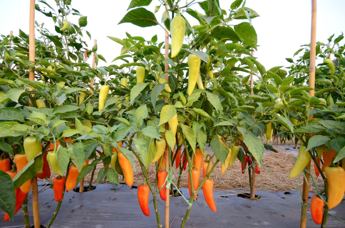 Hungarian wax peppers work well for canning and cooking