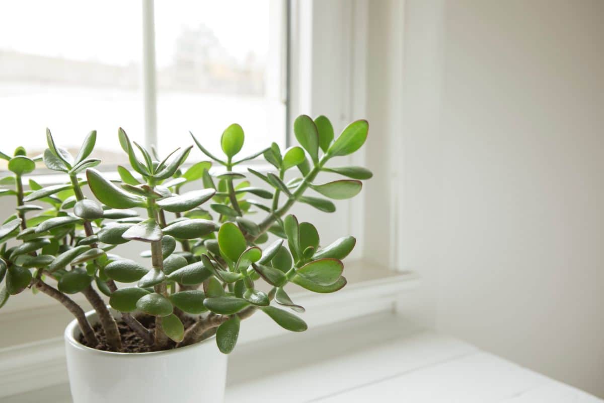Jade plants make good bonsai tree plants