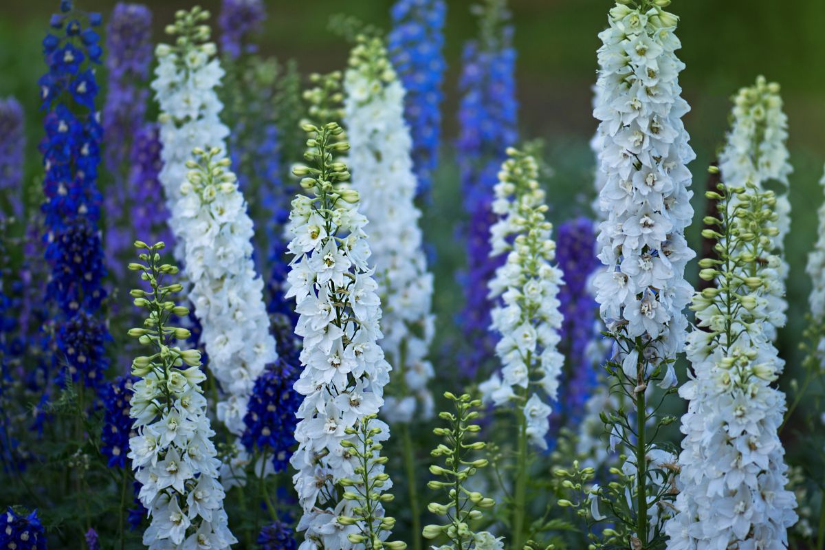 Larkspur is a green dye producing flower that also can be used for flower printing