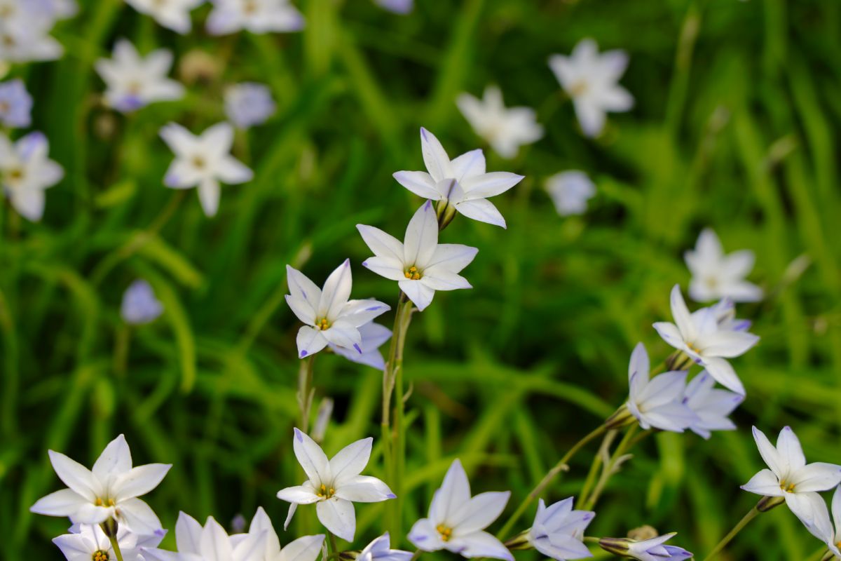 tiny white starflowers in bloom