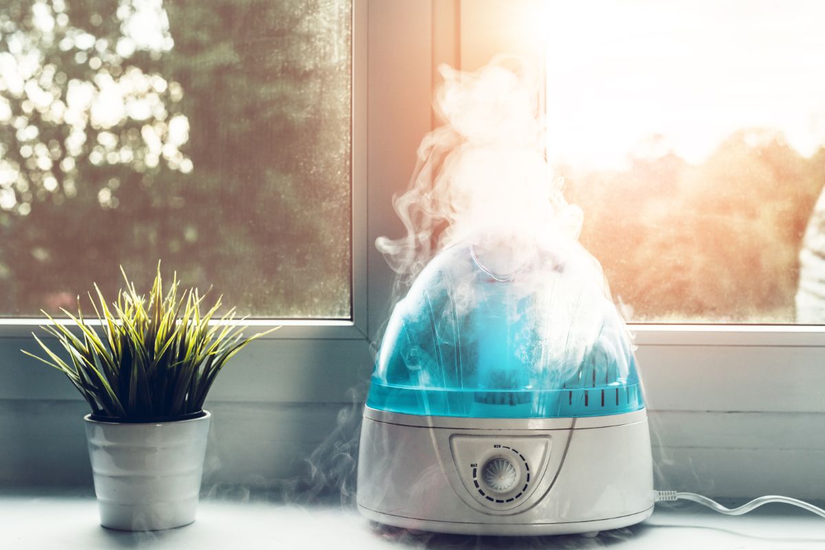 A small one-room humidifier nest to a houseplant