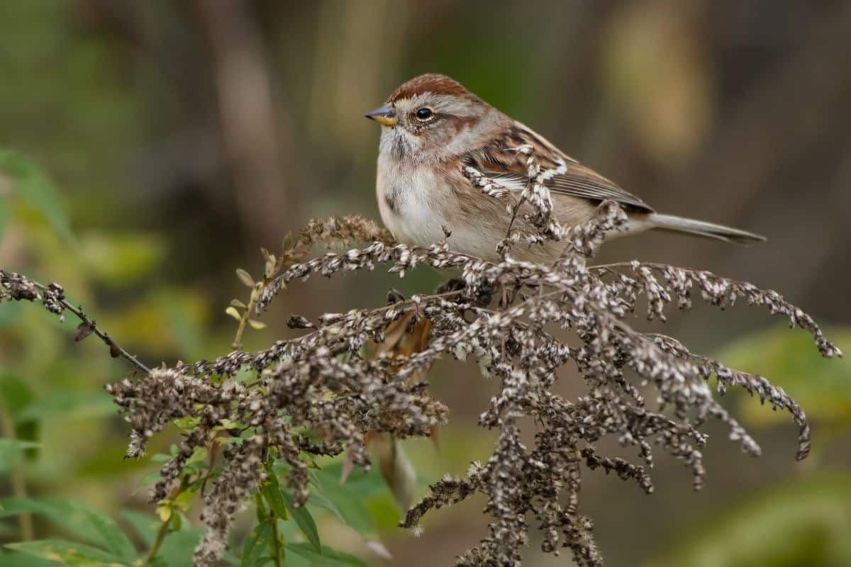 A small local bird sitting in a native bush with seeds for food.