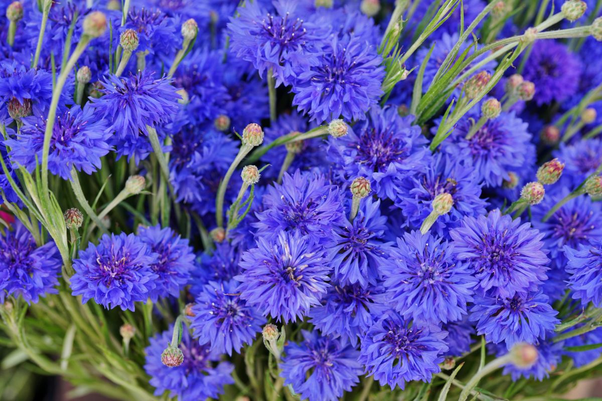 Blue cornflowers make blue dye