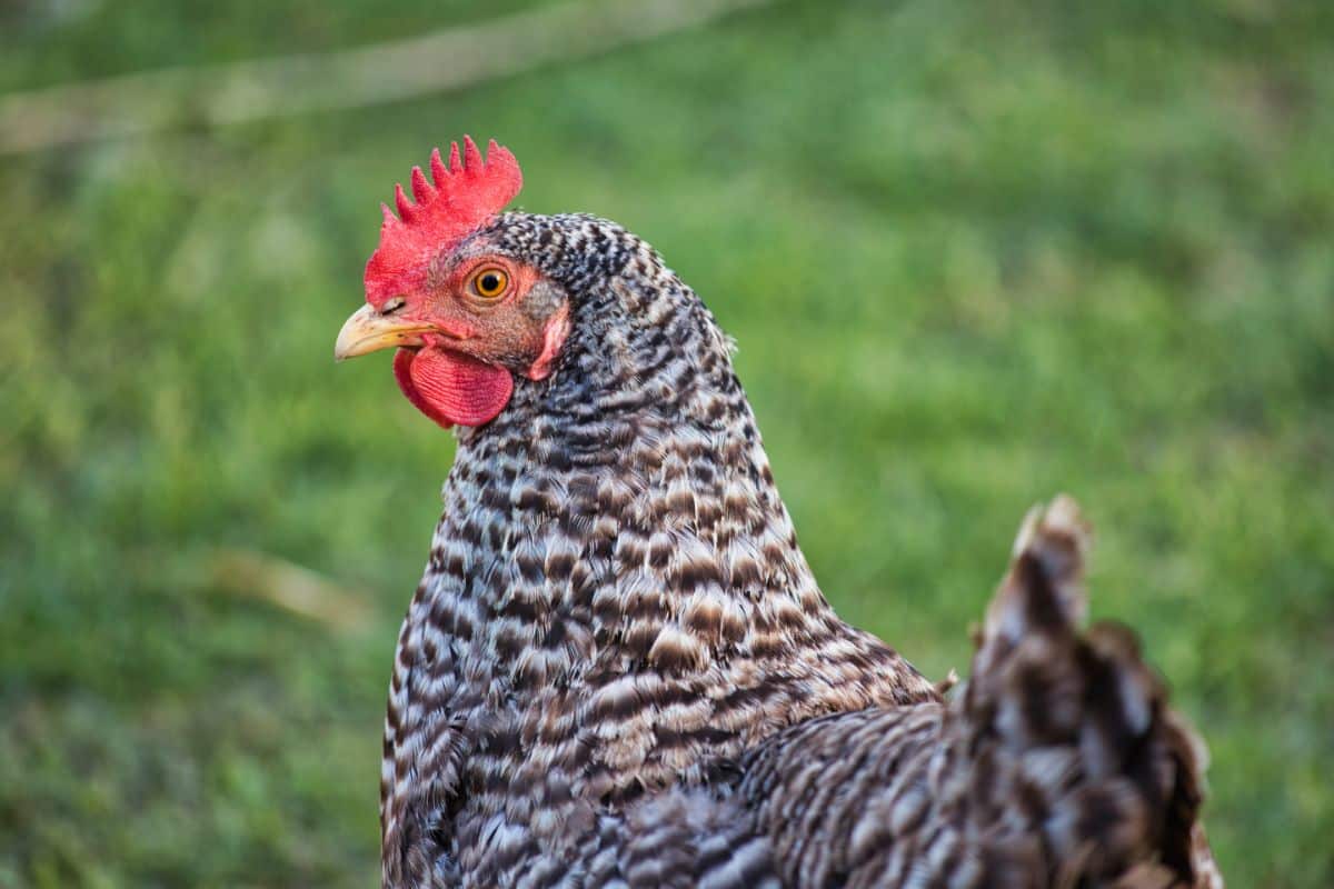 A regal barred rock chicken hen standing watch