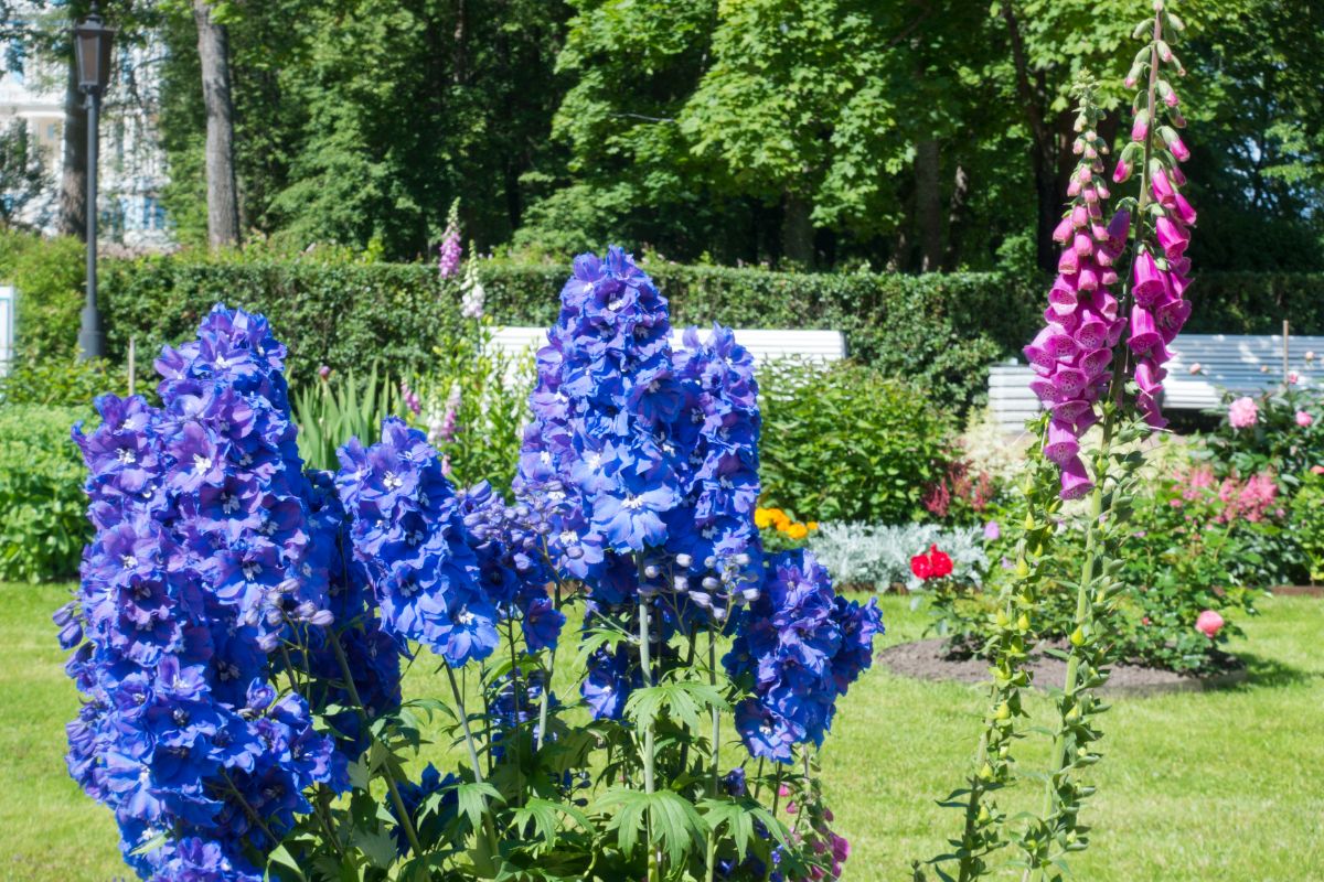 Delphiniums are rabbit and deer resistant