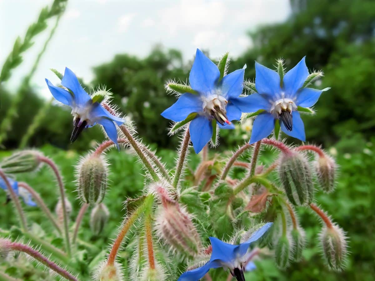 Periwinkle colored blossoms on a borage plant, a great companion plant for tomatoes