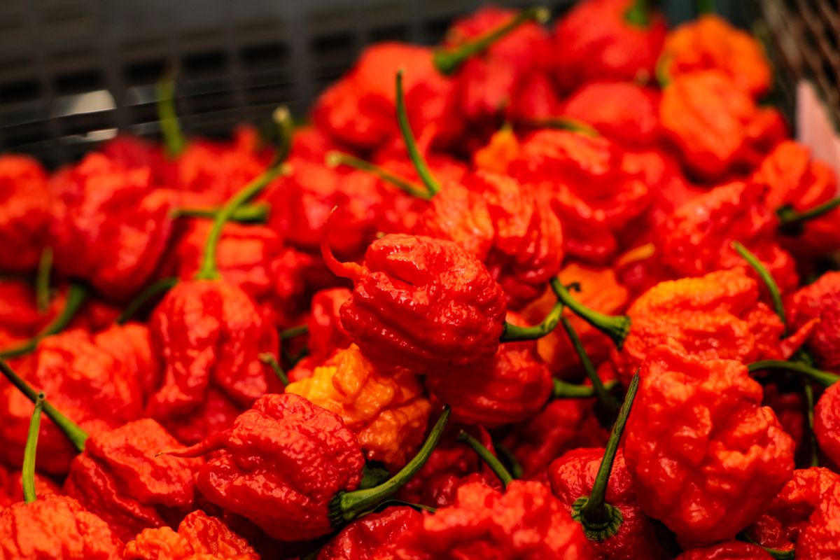 Caroline reaper peppers, the hottest in the world