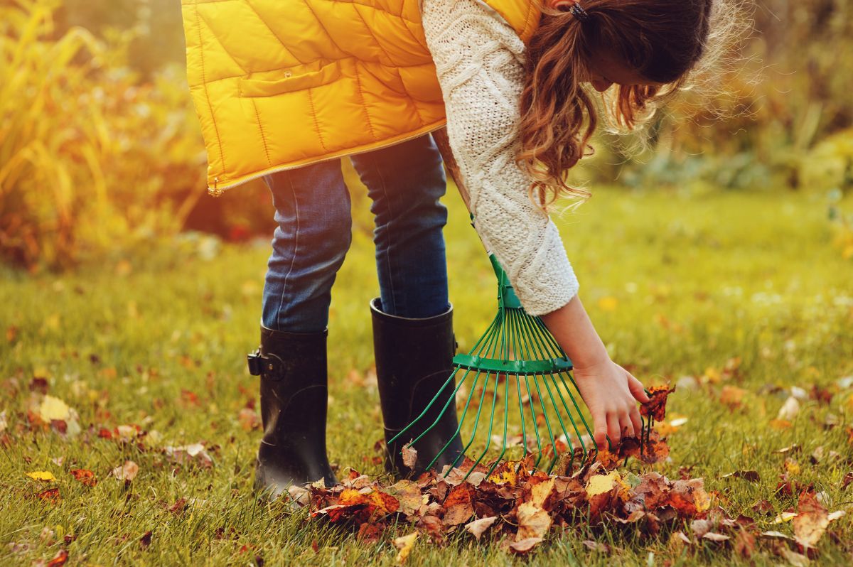 Gardener raking up leaves in the fall