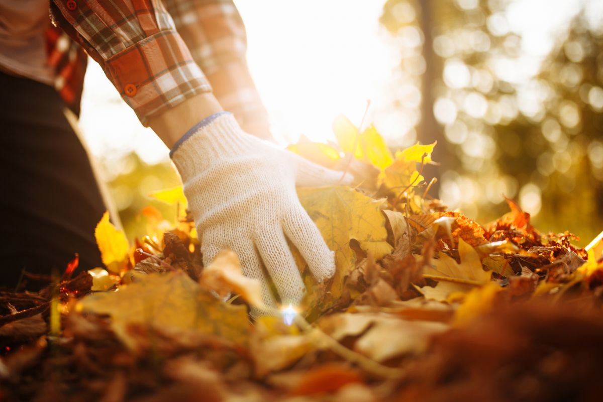 A gardener with gloves on saving leaves for garden mulch