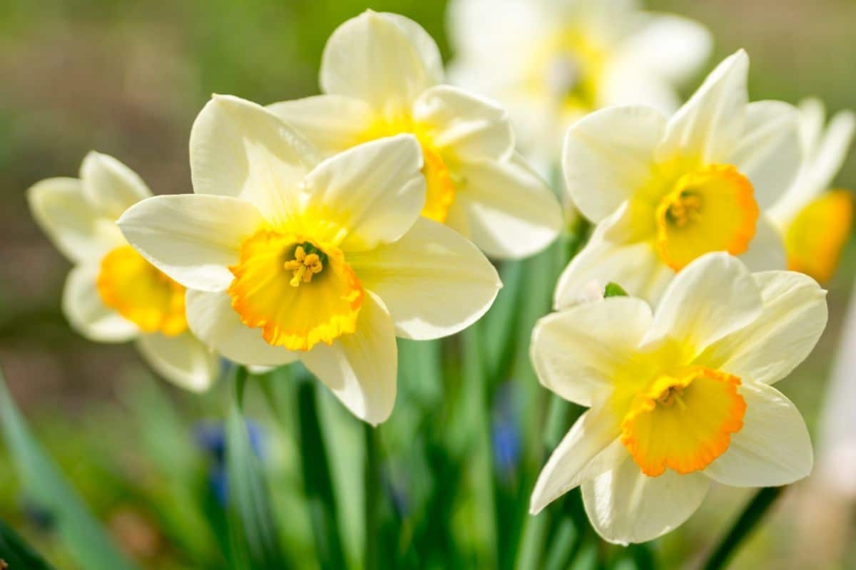 Bright white and yellow spring daffodils