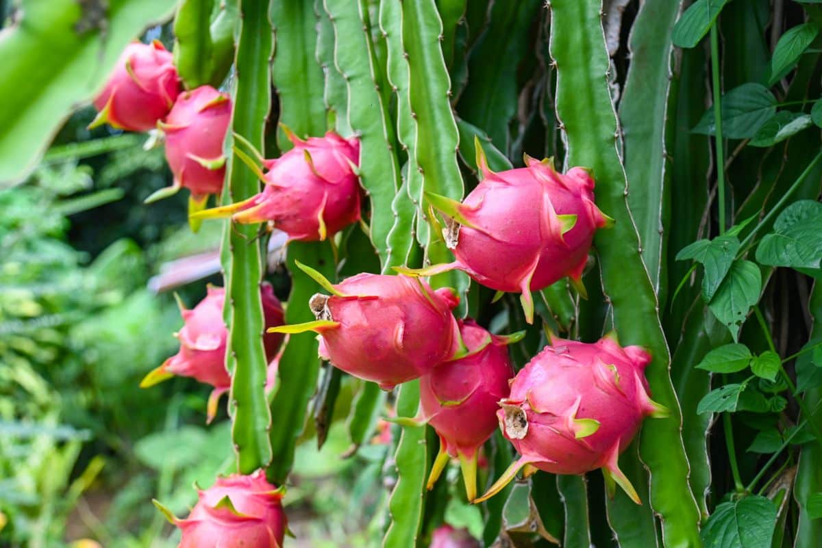 Dragonfruits grow on a vining cactus