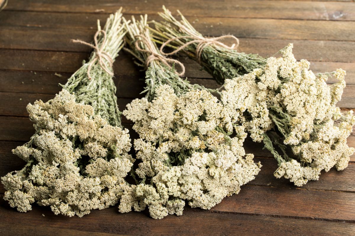 White yarrow dried and ready for use.