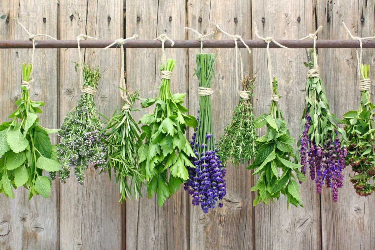 Herbs hanging on a string to dry
