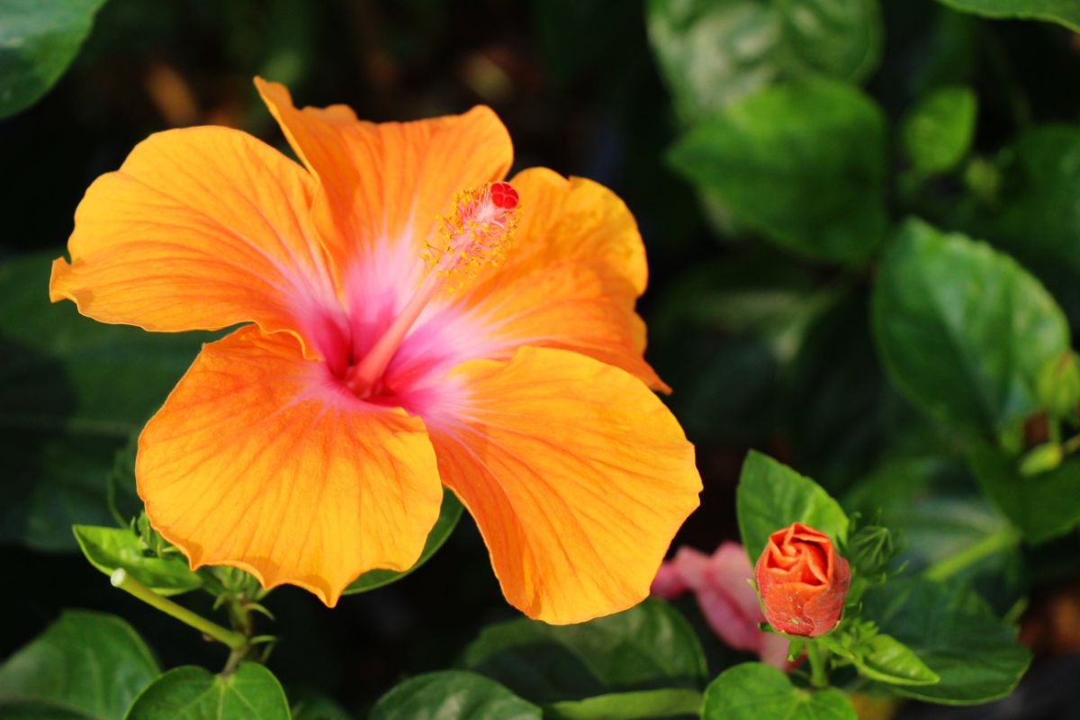 A close-up of warm-toned orange hibiscus with a pink center