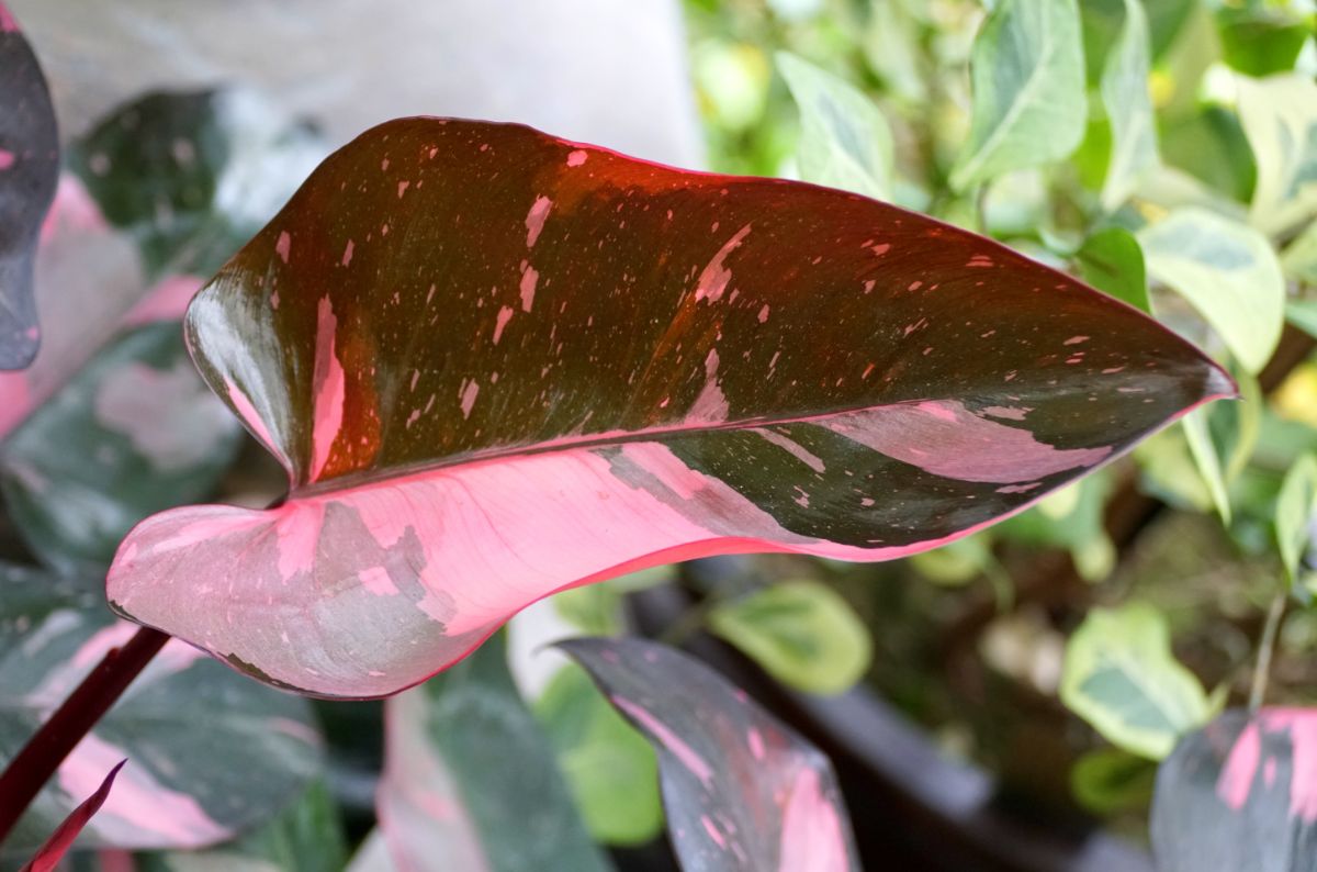 the popular Pink Princess philodendron