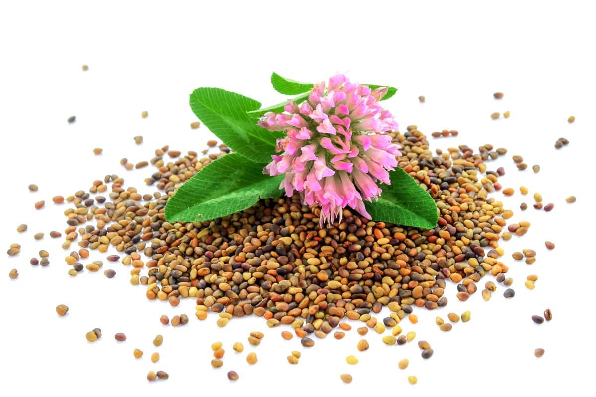 A clover flower sits atop a pile of clover seeds ready to be planted in a new clover lawn