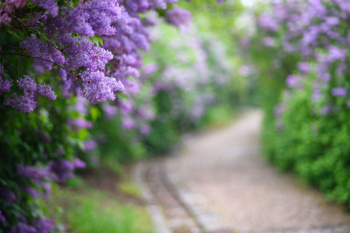 A hedgerow of lilacs along a path