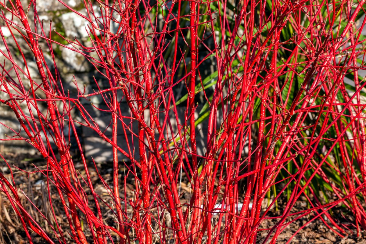 Red dogwood twigs bright and showy in winter