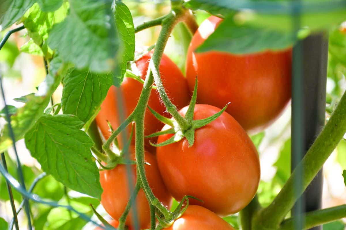 Roma VF tomatoes on the vine, are a wilt-resistant variety